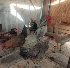 Desi Egg laying Hens for sale