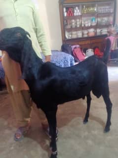 Qurbani