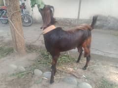 Goat for sale in cheap price