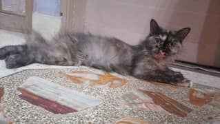 Persian cat for sale