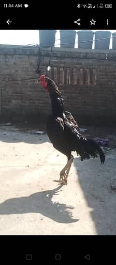 Aseel Thai shamoo cross male for sale
