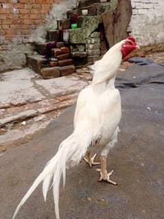 Heera