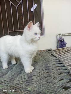 v nice cat