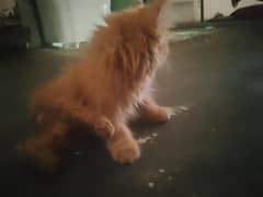 brown kitten triple coat male 5000 female white double coat 3000