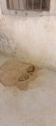 titar