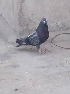 sharazi