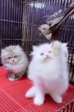 Persian hamalian british punch face piki face cat 03250387943
