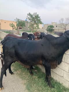 Qurbani bulls bakra available for sale
