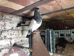 kabootar Pigeon