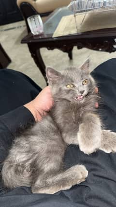 Persian cat triple coat