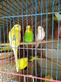 Birds