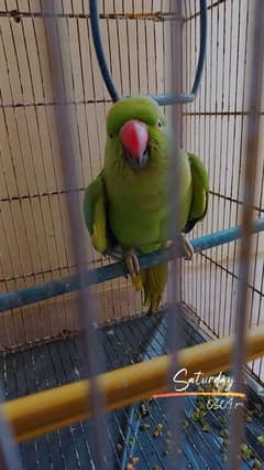 Ringneck breeder pair