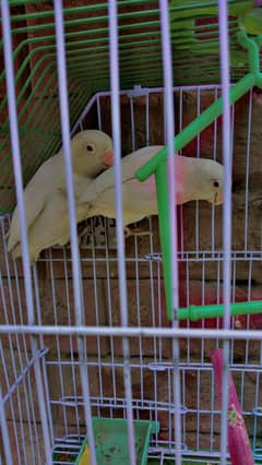 Albino