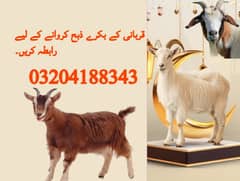 Qasai for Qurbani / Qasai / Book Qasai for Bakra / Qasai for dumba