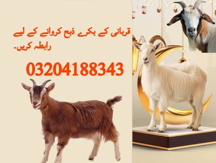 Qasai for Qurbani / Qasai / Book Qasai for Bakra / Qasai for dumba 0