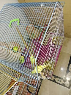all birds sale