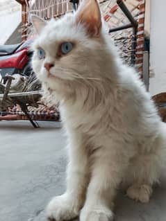 blue eyes white cat