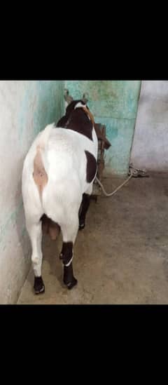 rajanpuri Bakra qurbani Ka liya tayar hay