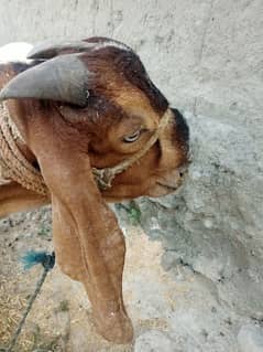 BAKRA