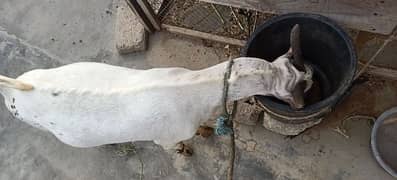 bakra andu