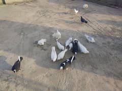 indian lakka white,indian lakka black,sherazi & ghashi