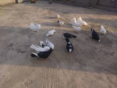 indian lakka white,indian lakka black,sherazi & ghashi
