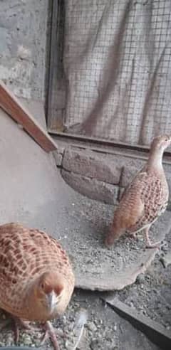 DAKNI TEETAR PAIR SIRF 12000 KA
