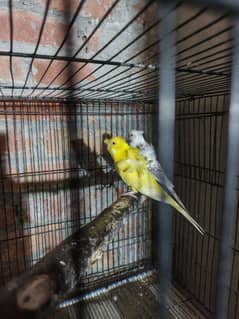 hogoromo double flower budgie