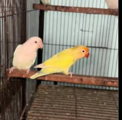Albino