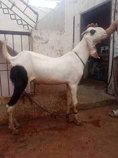 Abbrak Qurbani Bakra