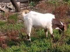 jouri bkray