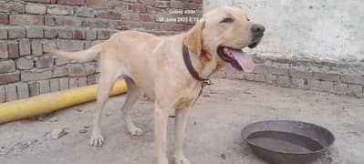 Labrador Female breeder , 2 years old , vaccinated