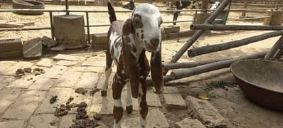 Beautiful Goat kid for sale