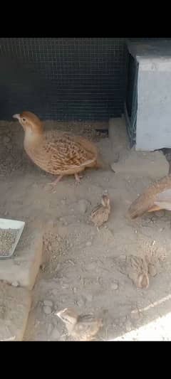 teetar for sale