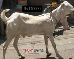 Bakra for Qurbani