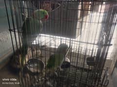 Raw Parrot