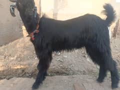 Beautiful Phari Bakra | Healthy & Strong | Eid ul Azha Special"