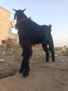 Beautiful Phari Bakra | Healthy & Strong | Eid ul Azha Special"