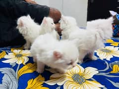 Persian hamalian british punch face piki face cat 03250387943