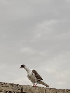 Pigeons for sale