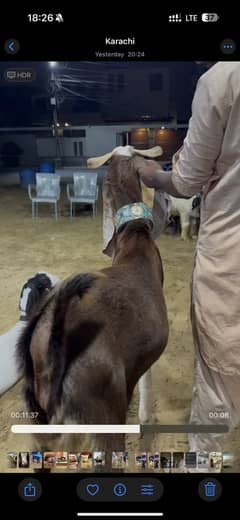 Gulabi and Gulabi Abluck pair for sale