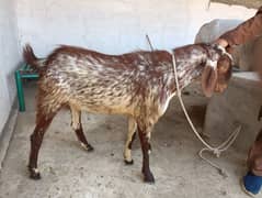 qurbani
