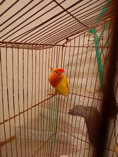 Love birds, Bagri, cage
