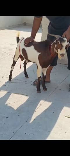 Abluk Beauty, Andu Bakra For sale in karachi
