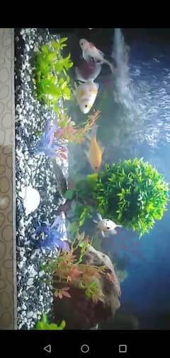 Aquarium
