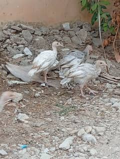 Turkey full healthy chicks