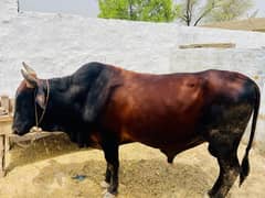 Bull