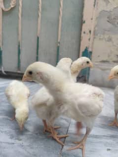 Shamo Aseel Chicks