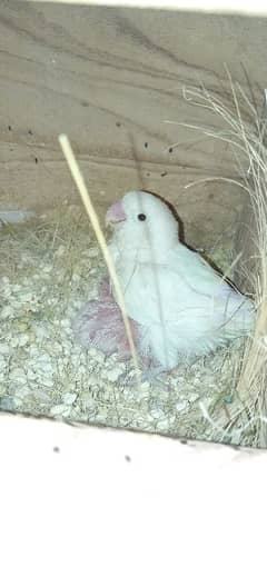 albino