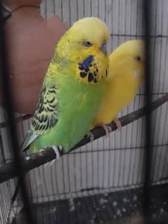 Exhibition budgies confirm breeders female red eyes beautiful pair